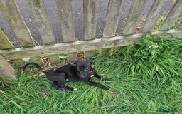 Lurcher dogs for sale: 3 beautiful lurcher girls ready now!!! - Image 8