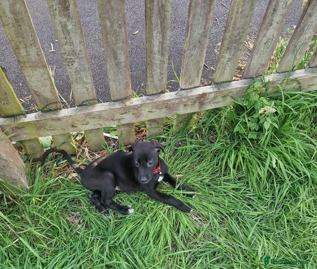 Lurcher dogs for sale: 3 beautiful lurcher girls ready now!!! - Image 8