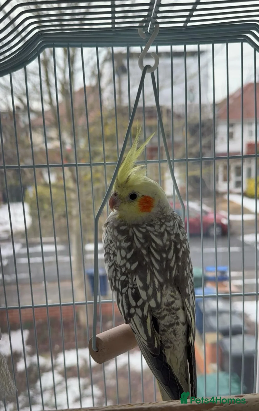 Cockatiels birds for sale: Cockatiels for Sale - Please Read Description - Advert 2