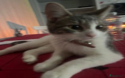 American Shorthair cats for sale: American Tabby - Image 3