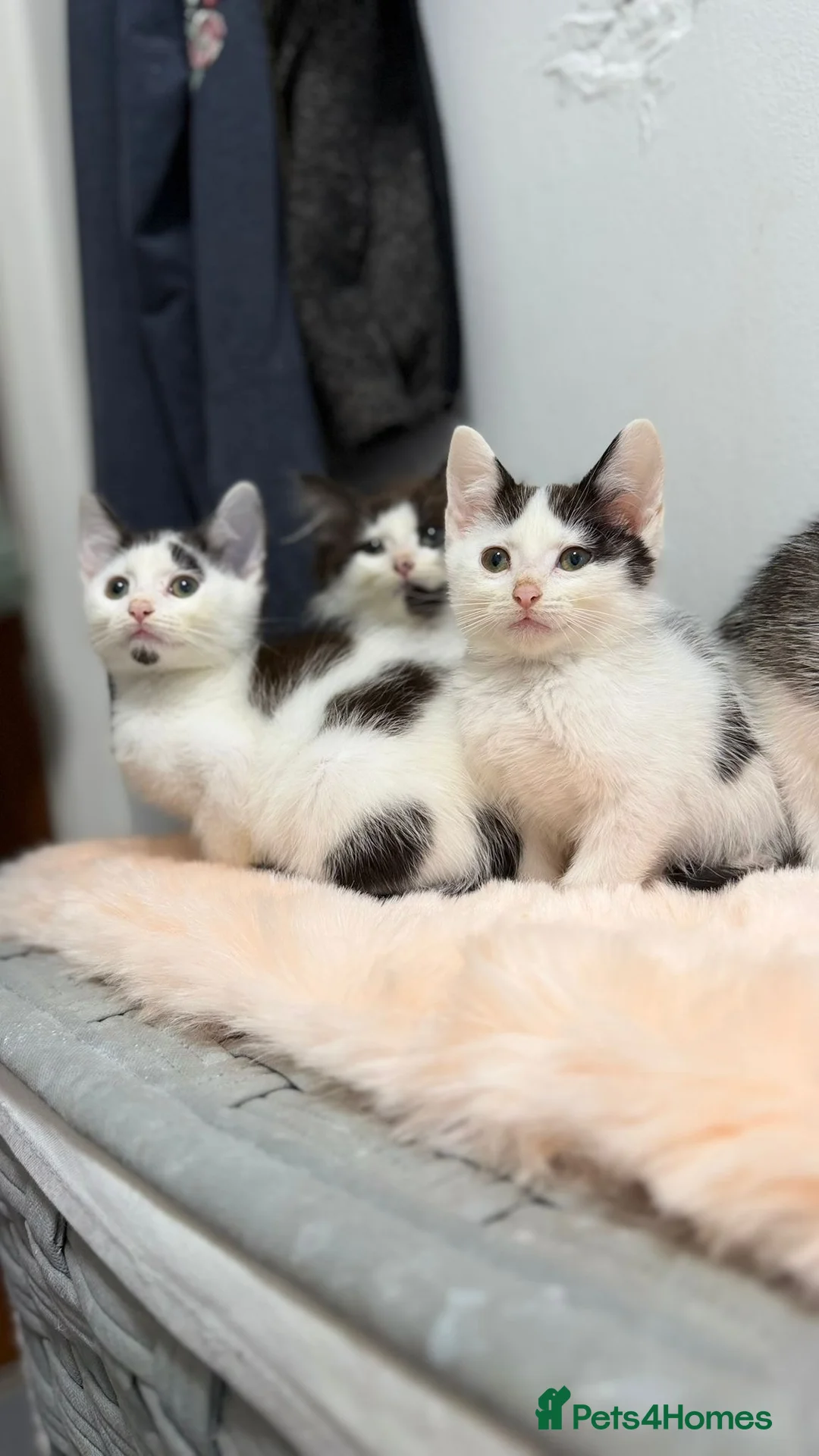 Scottish Fold cats for sale: Scottish fold x - Advert 5