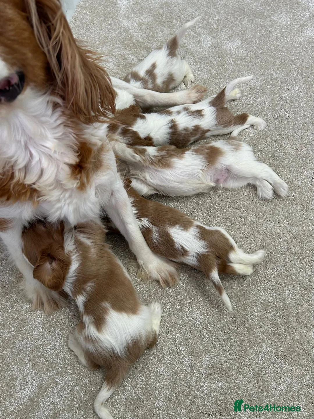 Cavalier King Charles Spaniel dogs for sale: Caviler king charles in Sunderland - Advert 1