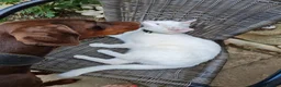 Mixed Breed cats for sale: Beautiful Plush, Fluffy Kittens - RAGBRITS CROSS - Advert 33