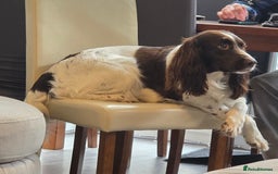 Mixed Breed dogs for sale: Beautiful springer Nala  - Image 3
