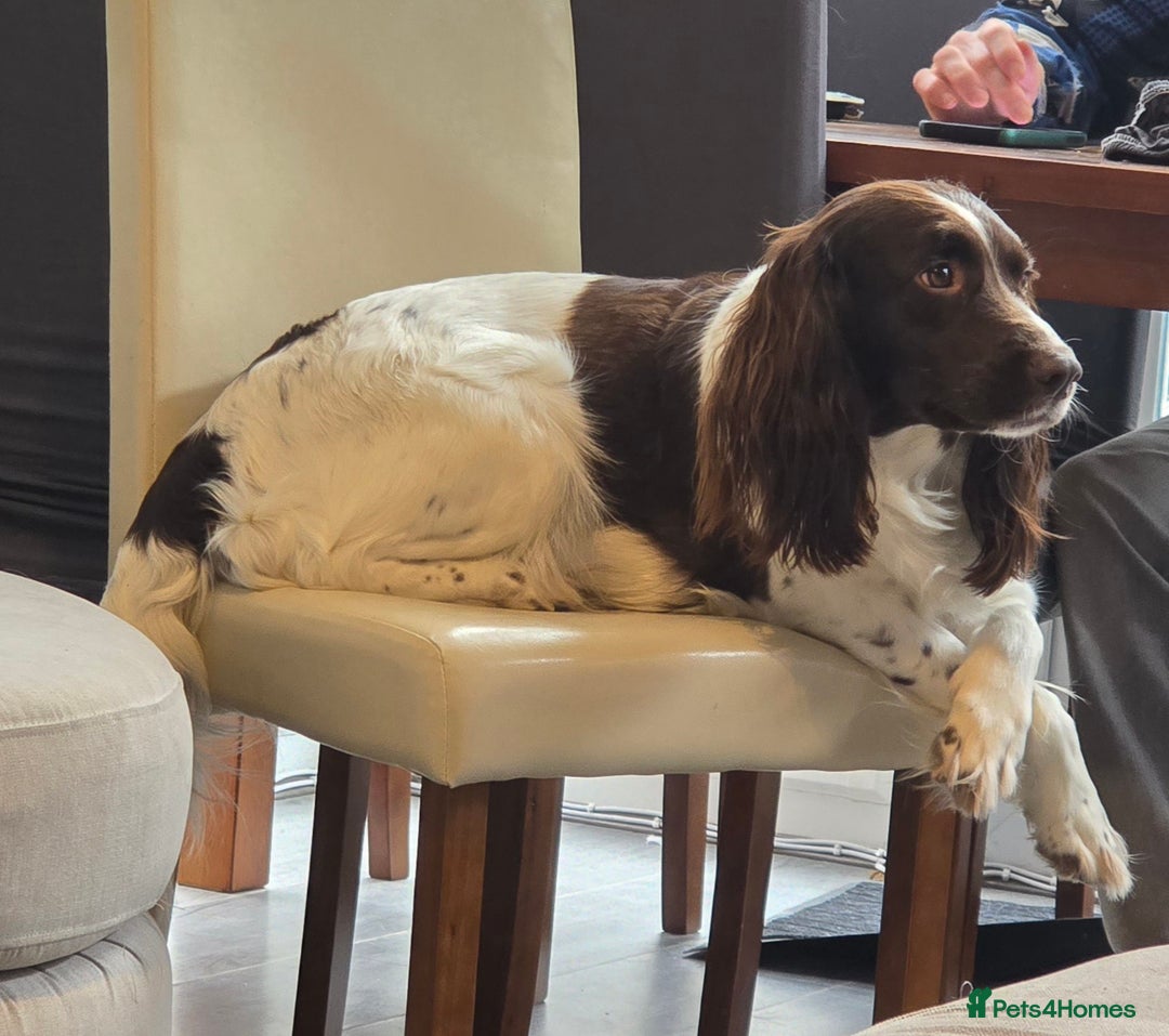 Mixed Breed dogs for sale: Beautiful springer Nala  - Image 3