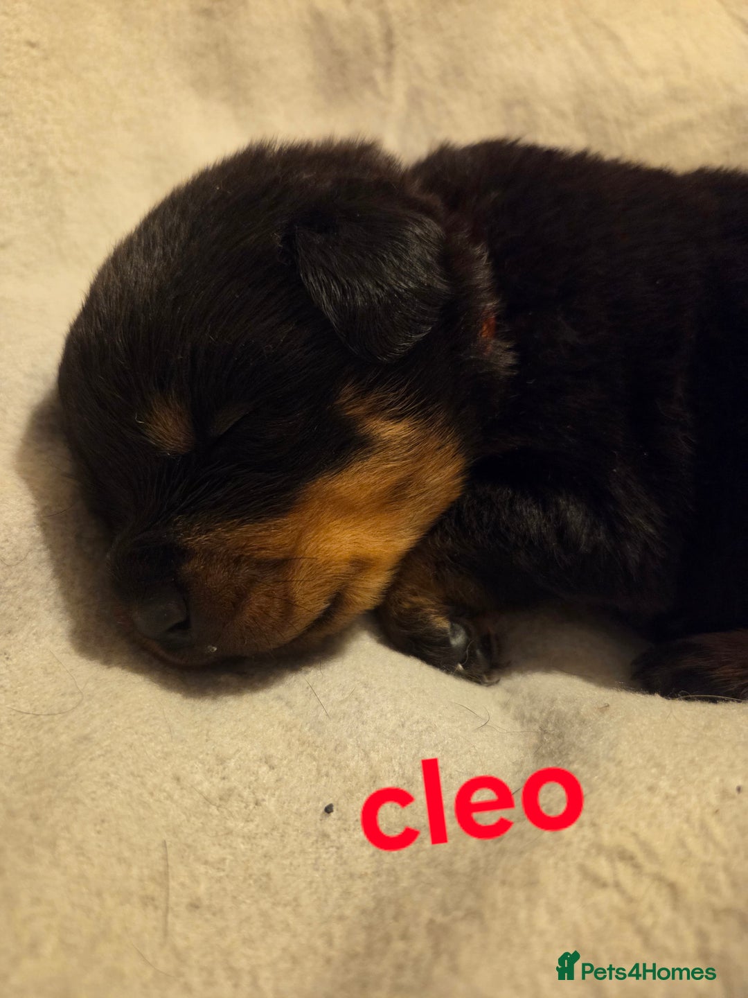 Rottweiler dogs for sale: Rottweiler puppies - Advert 22