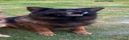 German Shepherd dogs for stud: BIG BONDED LONG HAIRED GERMAN SHEPHERD STUD - Advert 4