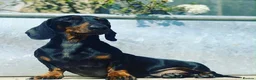 Miniature Dachshund dogs for sale: READY NOW red Brindle boy miniature dachshund  - Advert 14