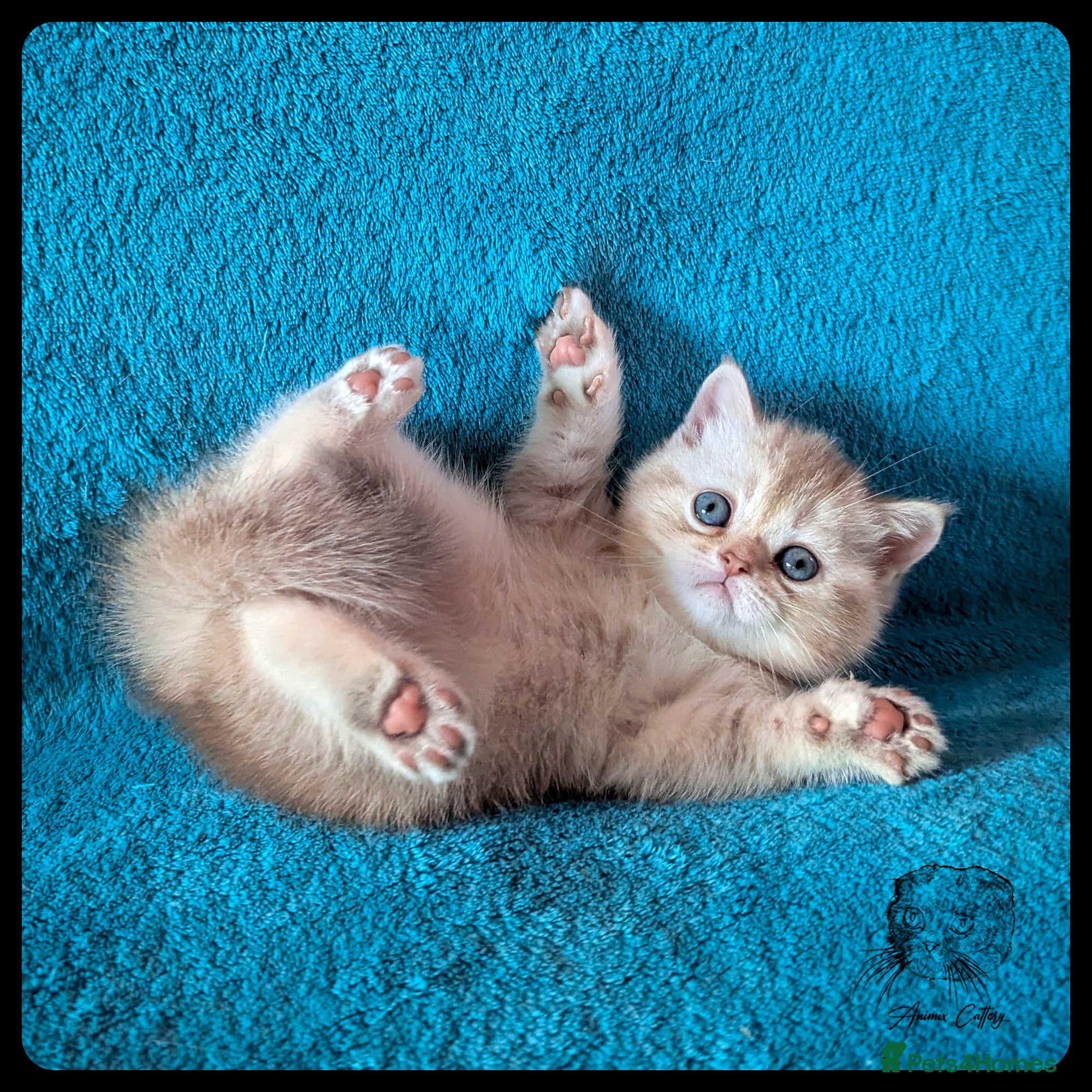 Scottish Fold cats TICA Registered Scottish kittens  - Advert 2