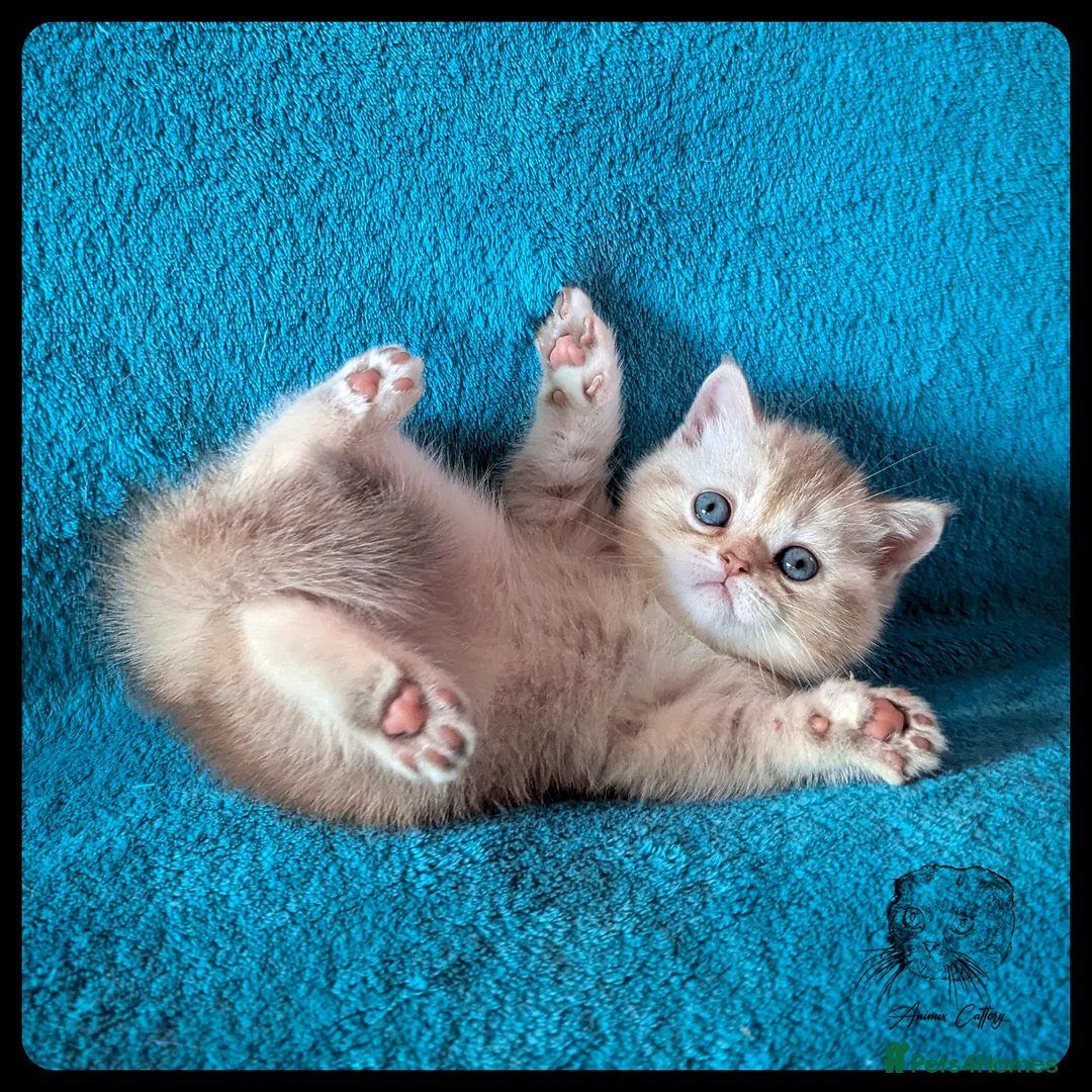 Scottish Fold cats for sale: TICA Registered Scottish kittens  in Peterborough - Advert 2