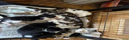 Mixed Breed cats for sale: Bengal Tiger Lily crept out for kittens - Advert 14