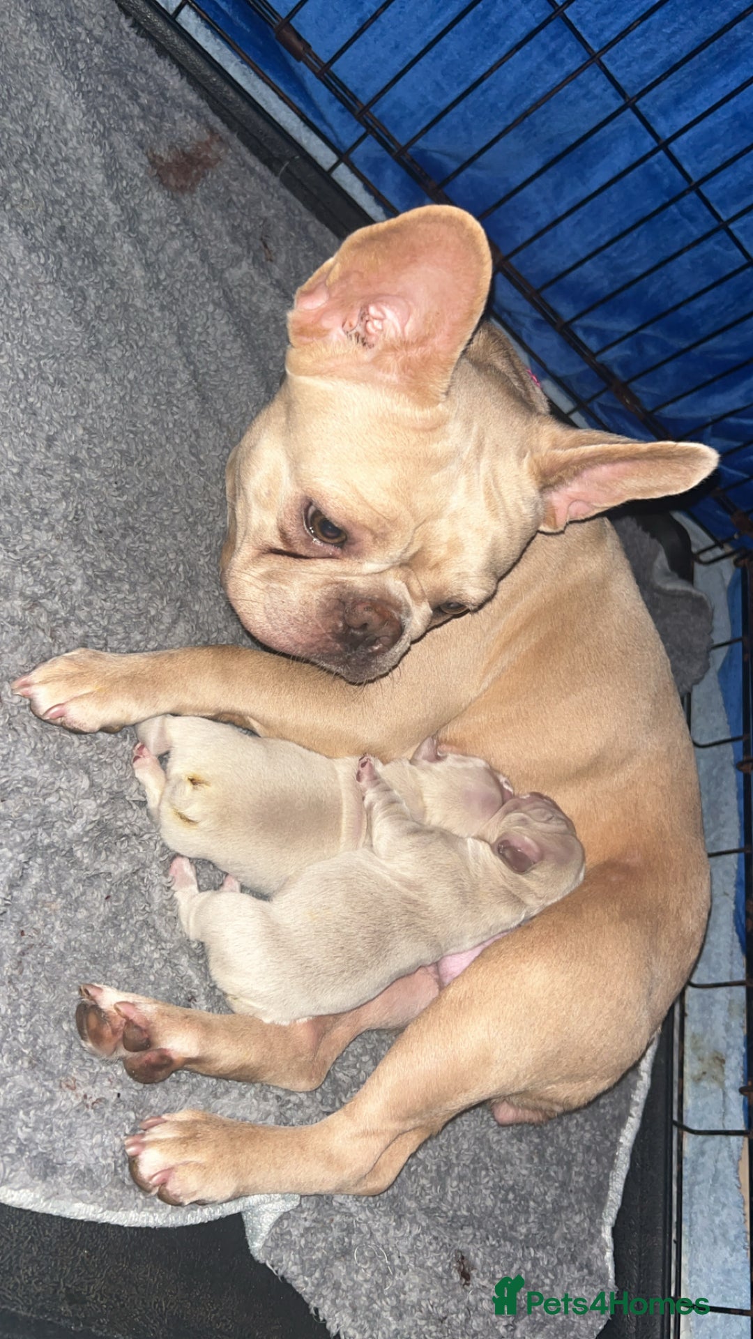 French Bulldog dogs for sale: French bulldog puppies ready  - Advert 1