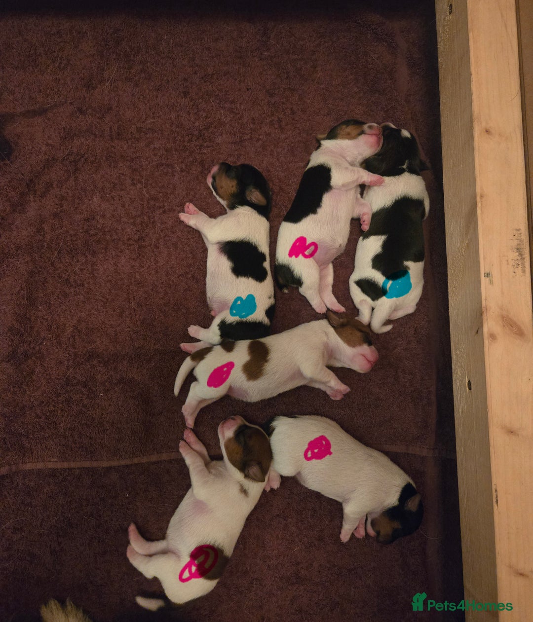Jack Russell dogs for sale: Jack Russell puppies tri colour  - Advert 5