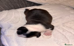 Boston Terrier dogs for sale: Pedigree KC reg Boston-Terrier puppies for sale! - Image 5