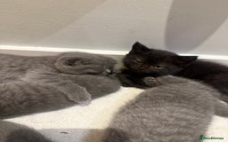 Scottish Fold cats for sale: Scottish Fold Kittens  - Image 5