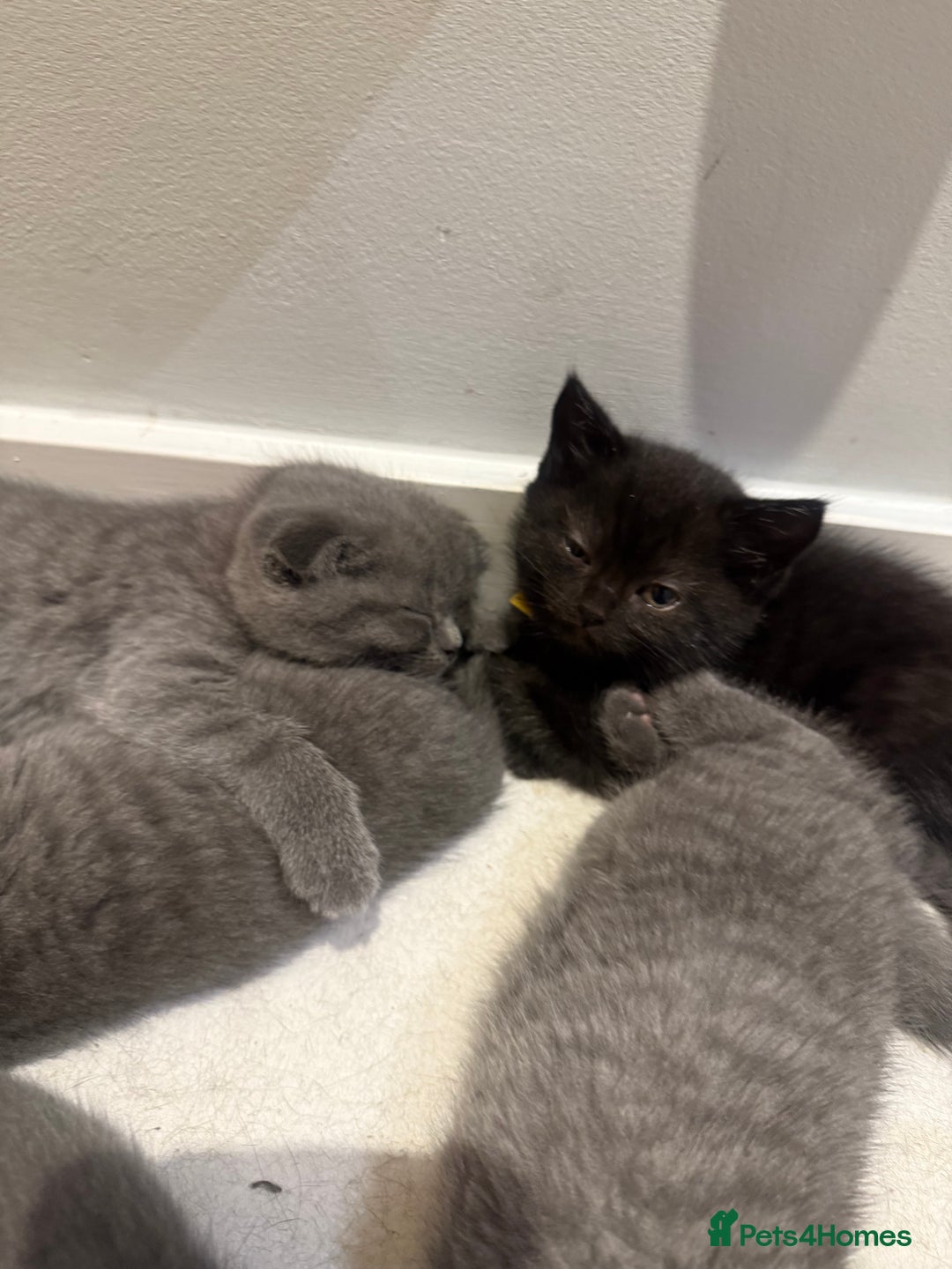 Scottish Fold cats for sale: Scottish Fold Kittens  - Image 5