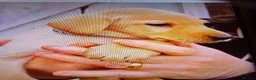Labrador Retriever dogs for sale: Labrador  - Advert 8
