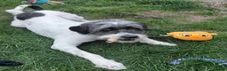 Mixed Breed dogs for adoption: Billy - Mioirtic Sheepdog  - Advert 1