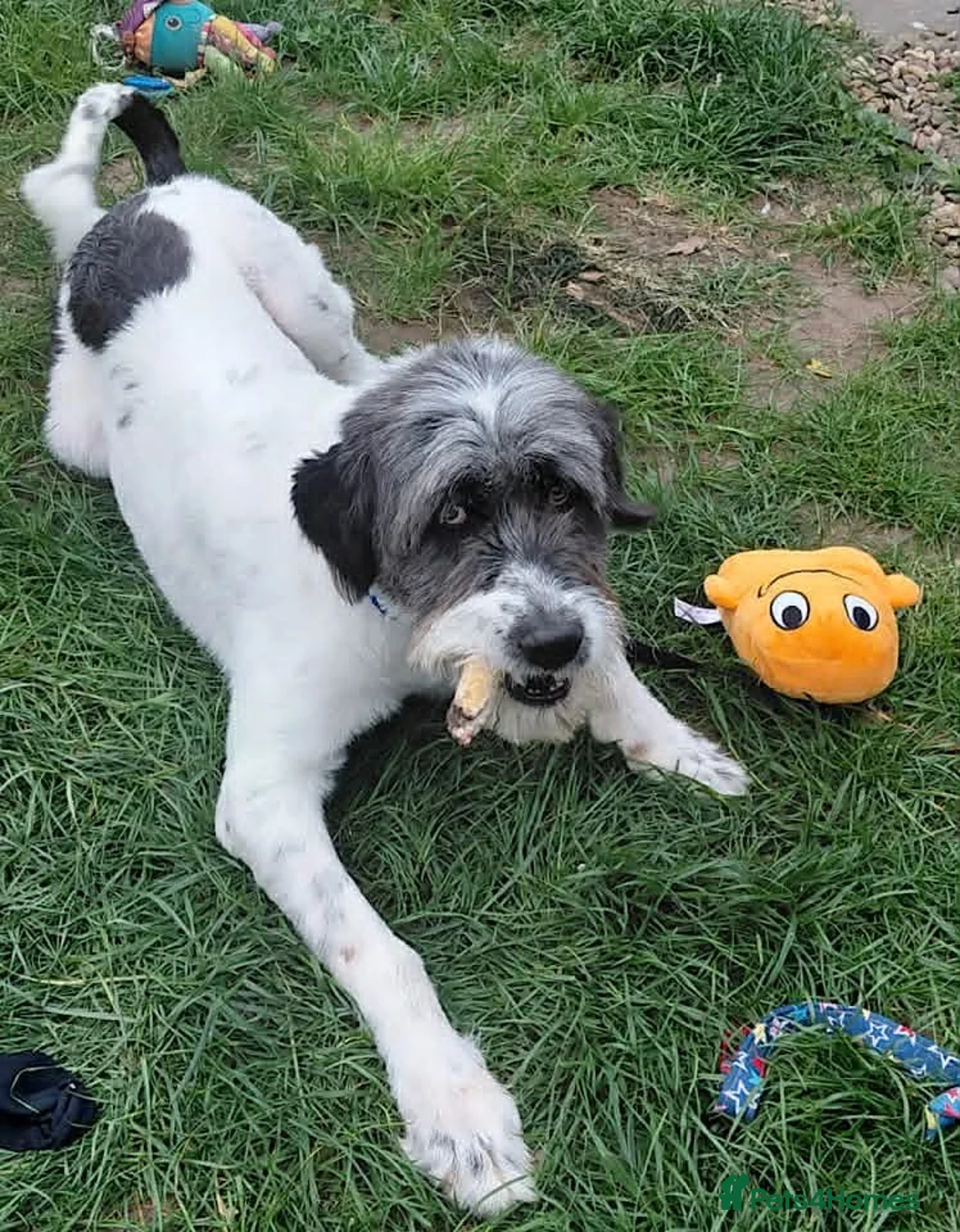 Mixed Breed dogs for adoption: Billy - Mioirtic Sheepdog  - Advert 1