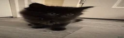 Domestic Shorthair cats for sale: 5 Stunning Kittens ready to reserve - Advert 2