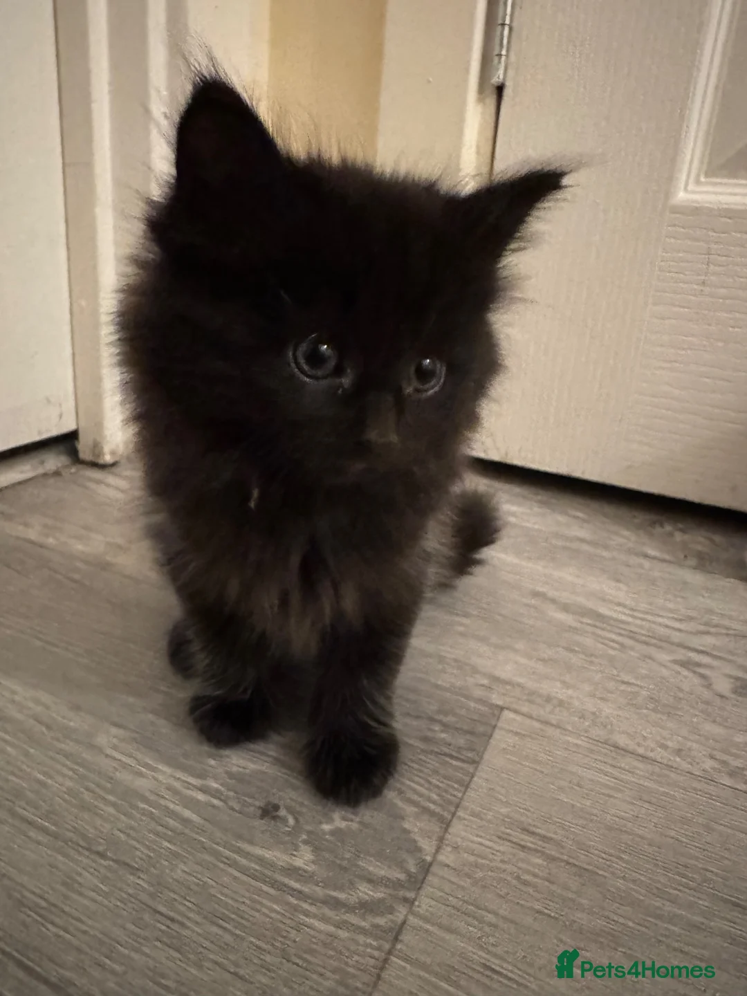 Domestic Shorthair cats for sale: 5 Stunning Kittens ready to reserve - Advert 2