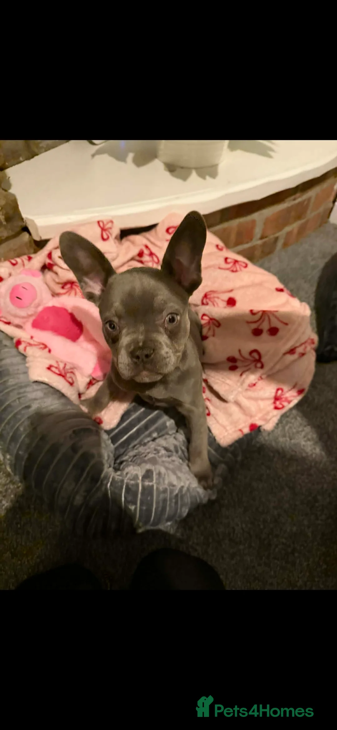 French Bulldog dogs for sale: Last of the litter beautiful girl  - Advert 2