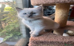 Ragdoll cats for sale: Home raised purebred ragdolls available - Image 5