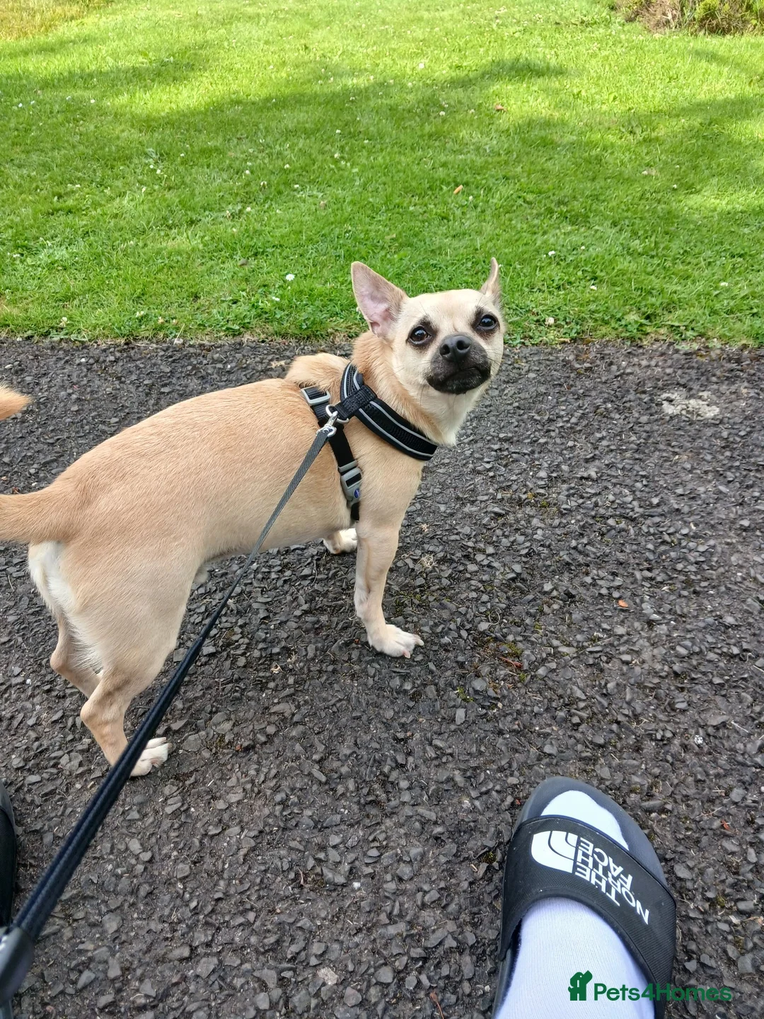 Chihuahua dogs for sale: 3 year old male chihuahua  in Pitlochry - Advert 2