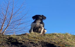 English Springer Spaniel dogs for sale: Heavily Marked Litter, KC, Health Checked Parents. - Image 4