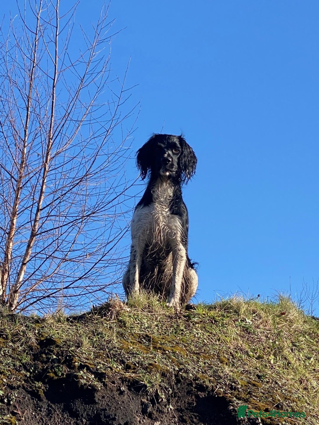 English Springer Spaniel dogs for sale: Heavily Marked Litter, KC, Health Checked Parents. - Image 4