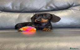 Dachshund dogs for sale: Miniature Male Dachshund puppy  - Image 2