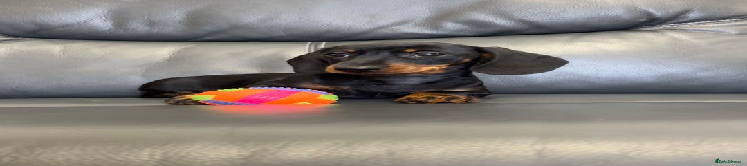 Dachshund Puppy 2