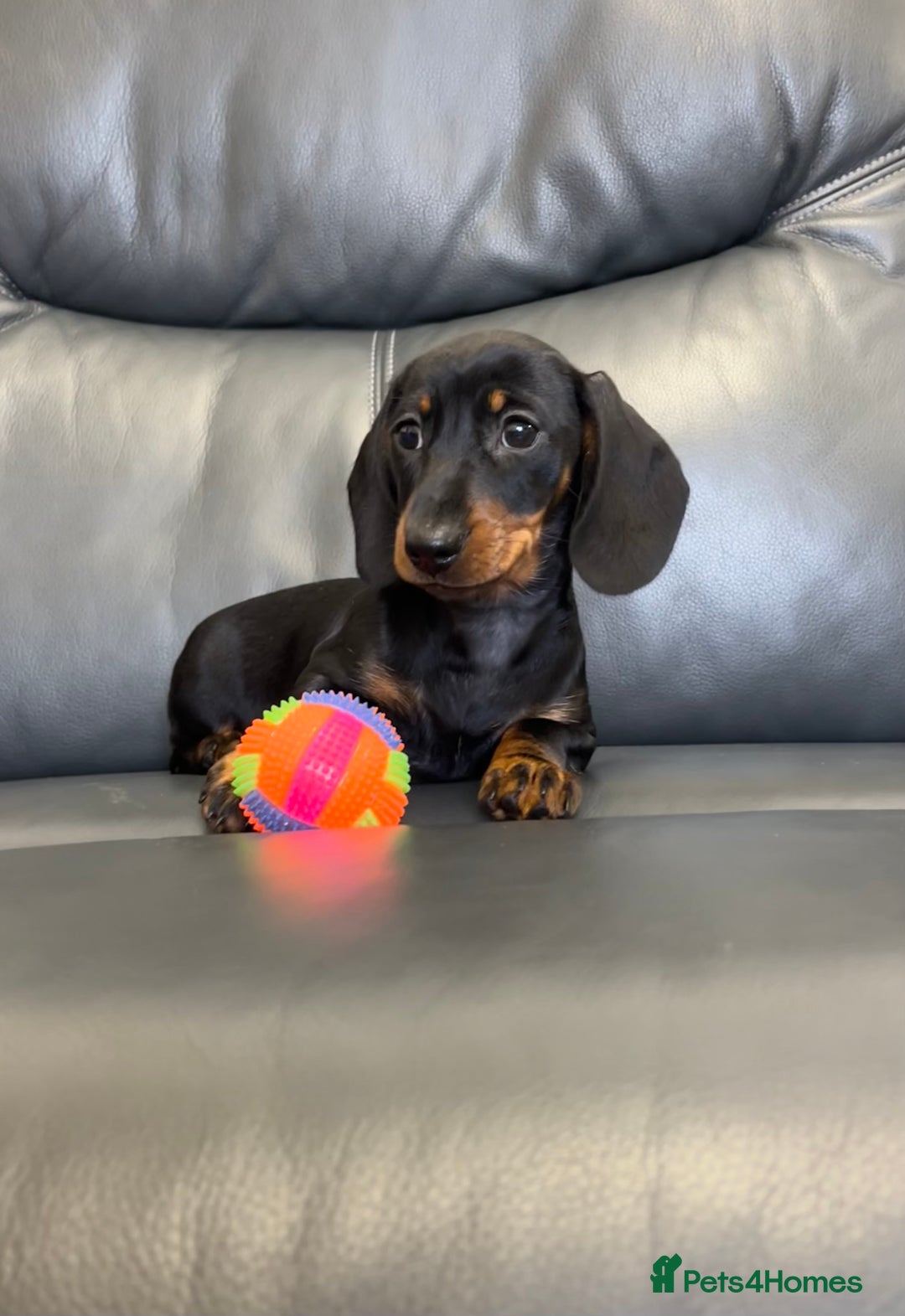 Dachshund dogs for sale: Miniature Male Dachshund puppy  - Image 2