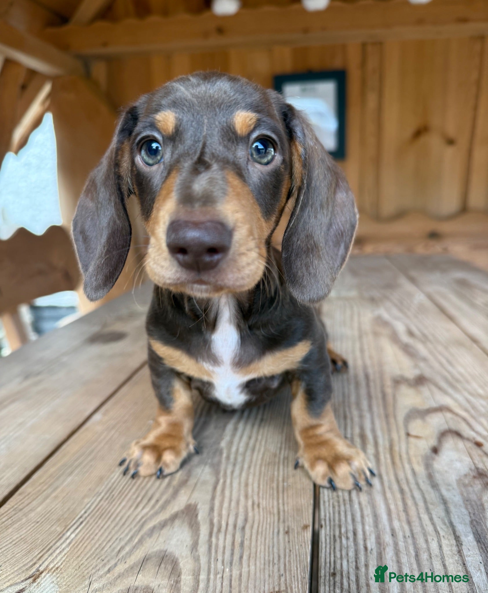Miniature Dachshund dogs 🐾 Kc Reg Smooth Haired Miniature Dachshunds 🐾  - Advert 2