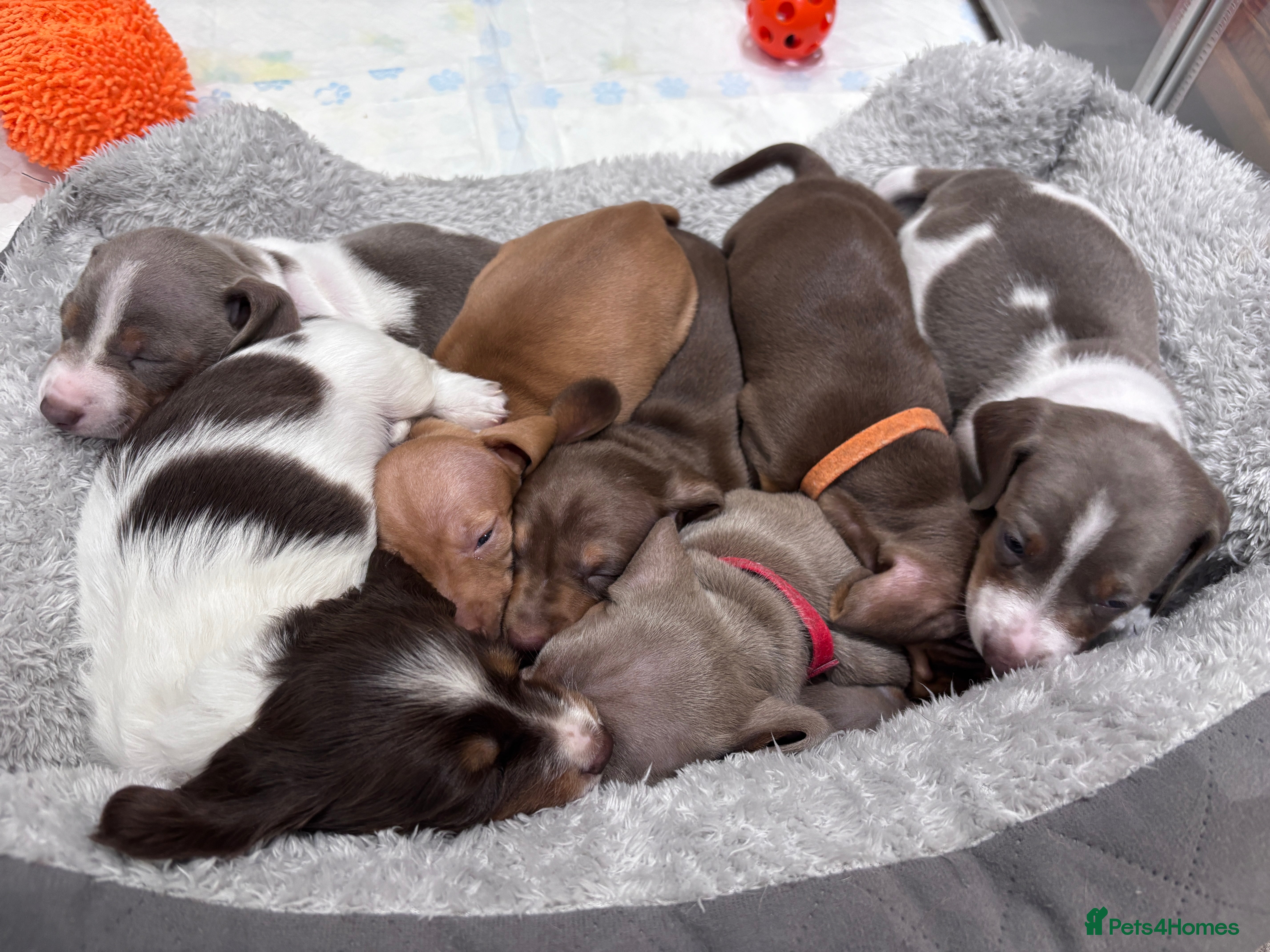 Miniature Dachshund dogs Miniature Dachshund Puppies  - Advert 1