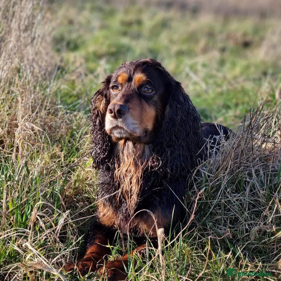 Cocker Spaniel dogs for stud: Chocolate and Tan STUD - Advert 3