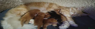 Younger Red litter