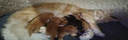 Norwegian Forest Cat cats for sale: Beautiful Pedigree Norwegian Forest kittens - Advert 11