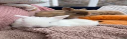 Mini Lop rabbits for sale: Mini lops-raised indoors-vaccinated  - Advert 22