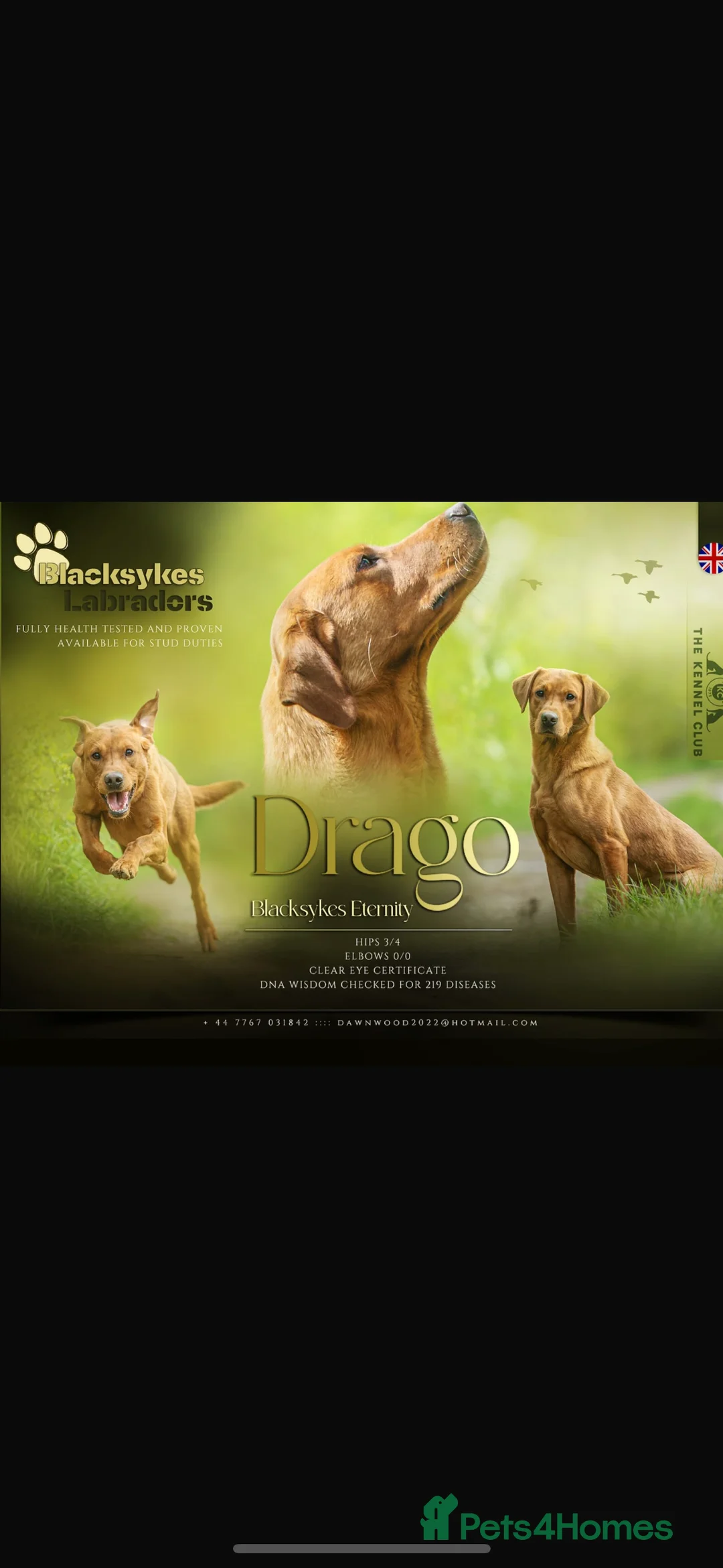 Labrador Retriever dogs for sale: Fox red Labrador  - Advert 2