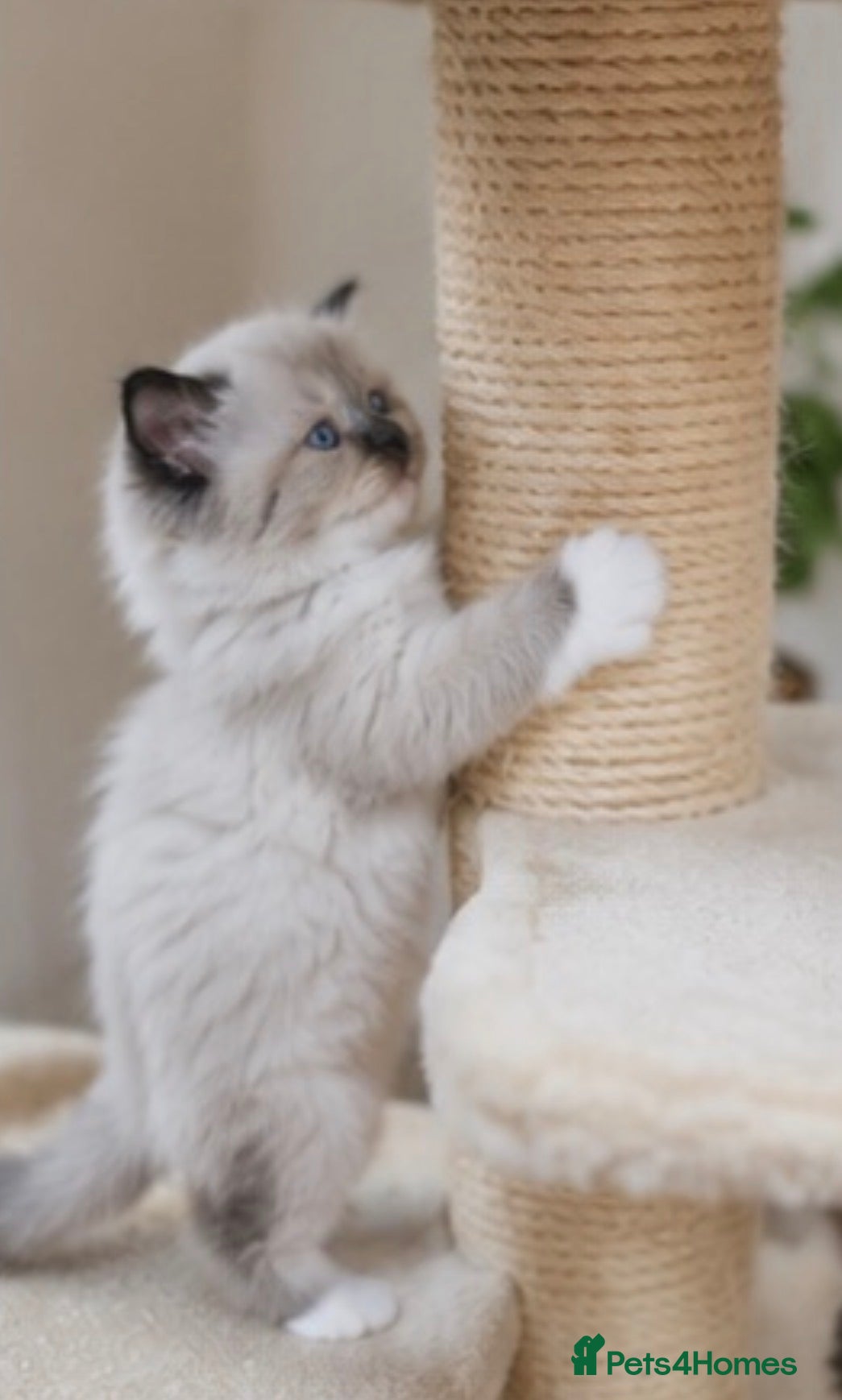 Ragdoll cats 🐾Ragdoll Kittens Looking for Loving Homes 🐾 - Advert 2