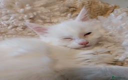 Maine Coon cats for sale: Maine Coon Kittens Polydactyl. Tortie. White - Image 2