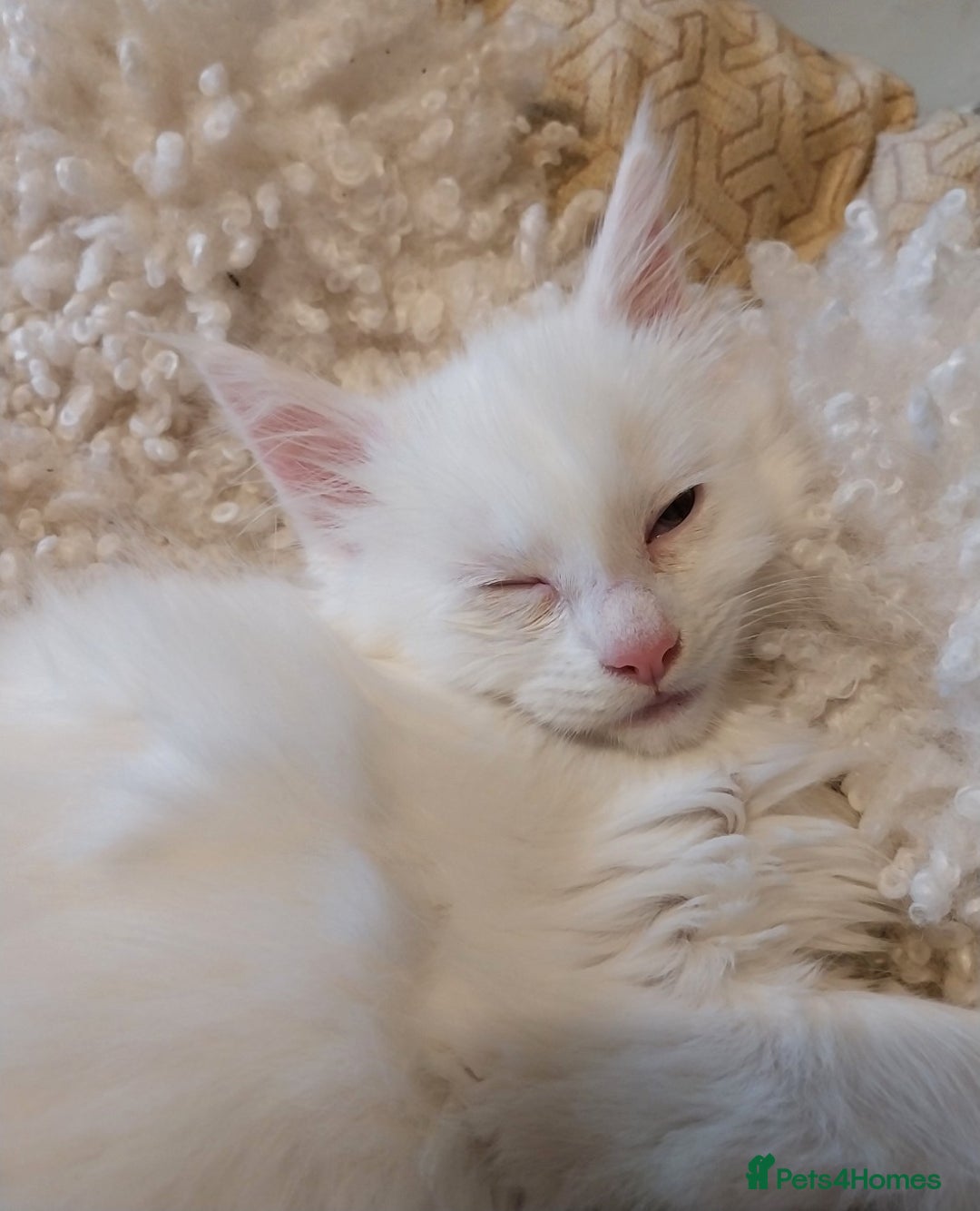 Maine Coon cats for sale: Maine Coon Kittens Polydactyl. Tortie. White - Image 2
