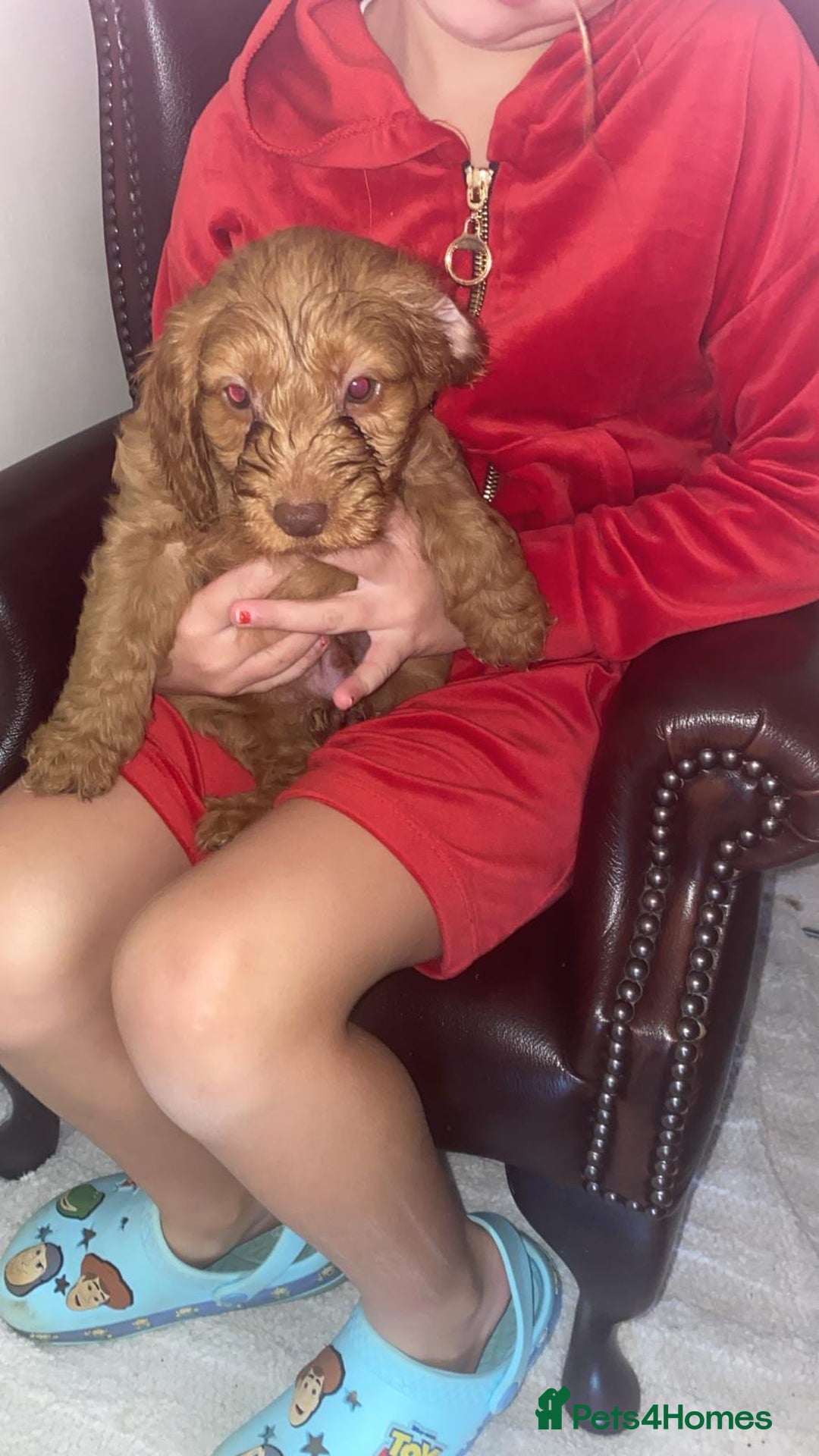 Cockapoo dogs for sale: Ready to leave cockerpoos  - Advert 4