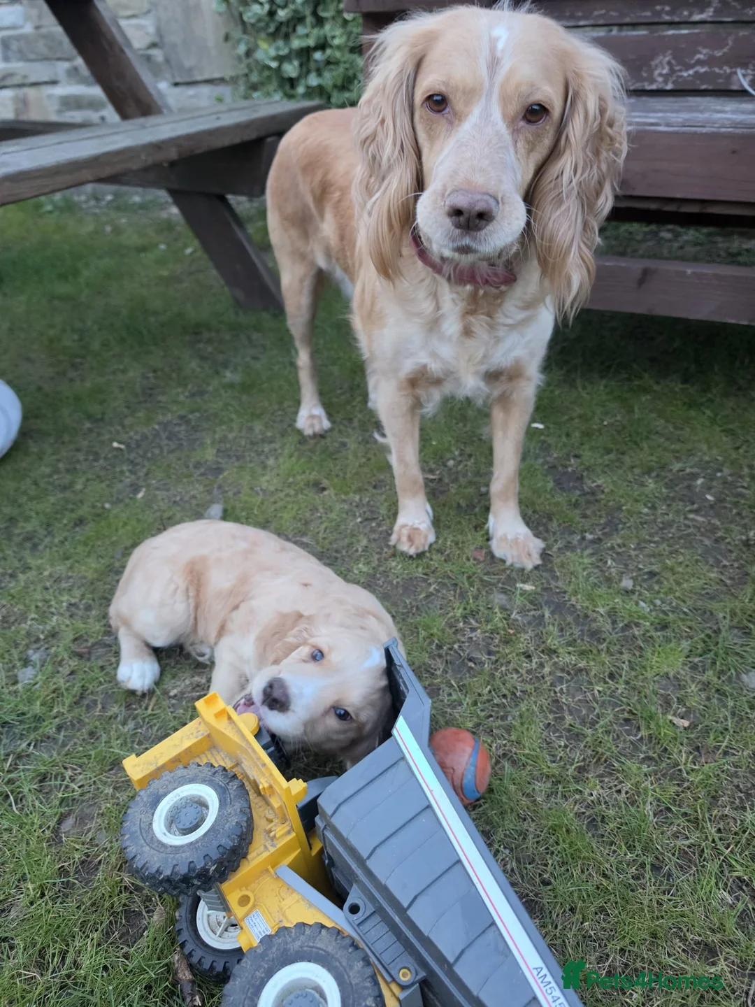 Cocker Spaniel dogs for sale: KC reg. Working Cocker pups Lemon and white 2 dogs - Advert 2