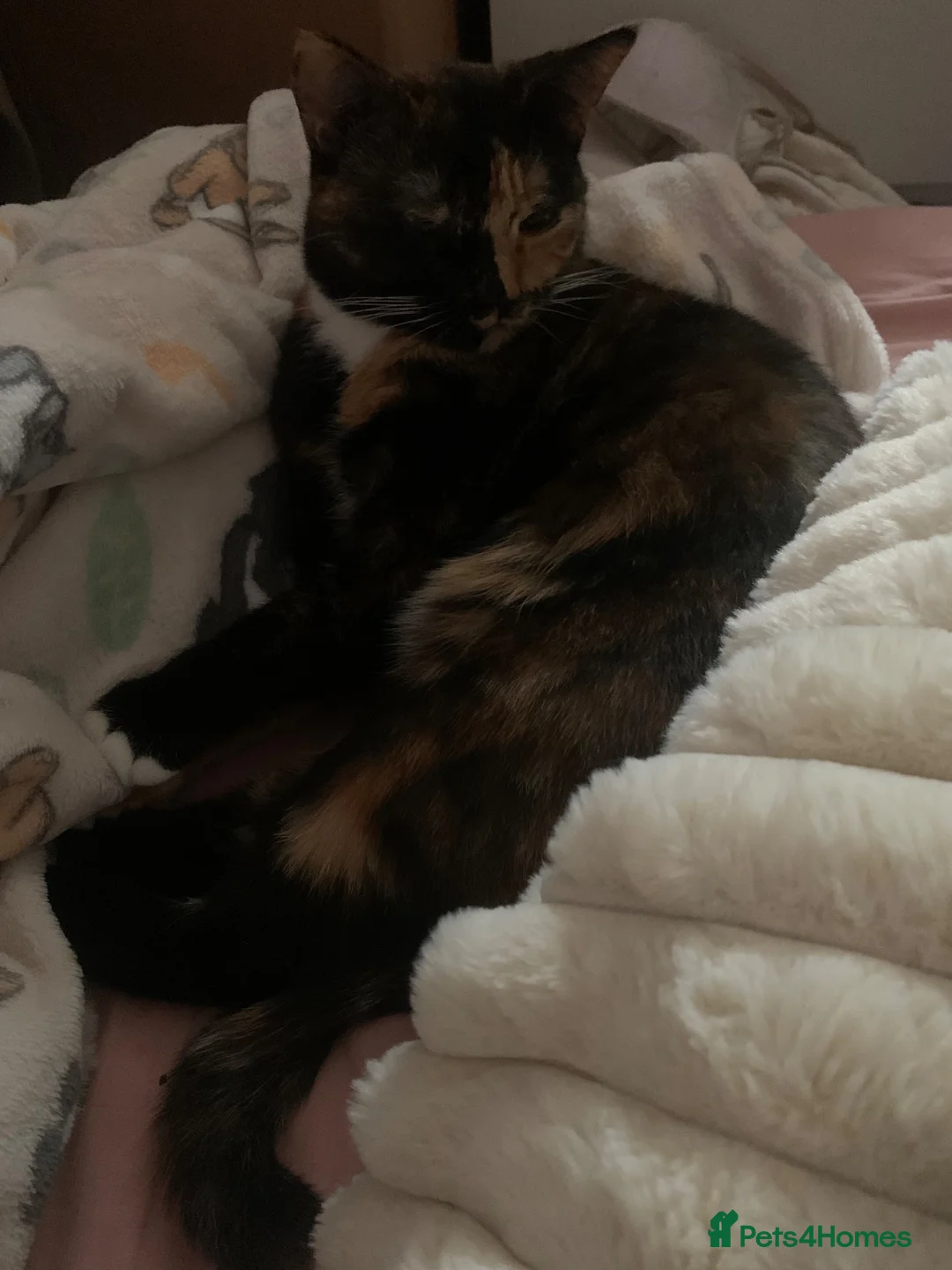 Mixed Breed cats for sale: Darcy, female cat, 1 years old  in Norwich - Advert 2