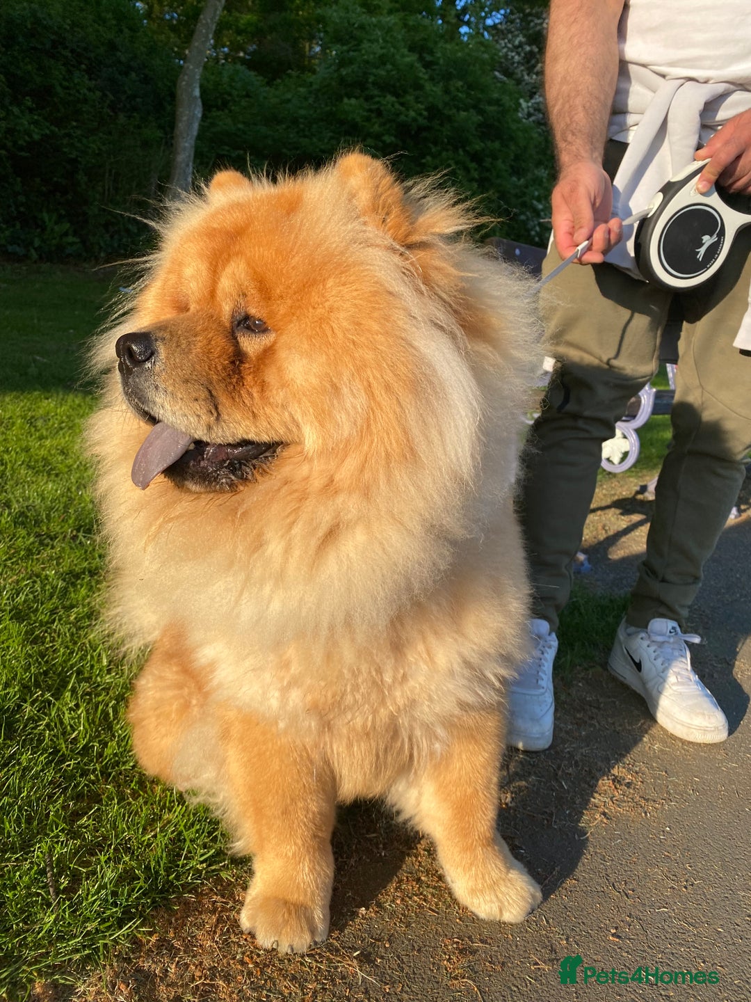 Chow Chow dogs for sale: Chow chow - Advert 20