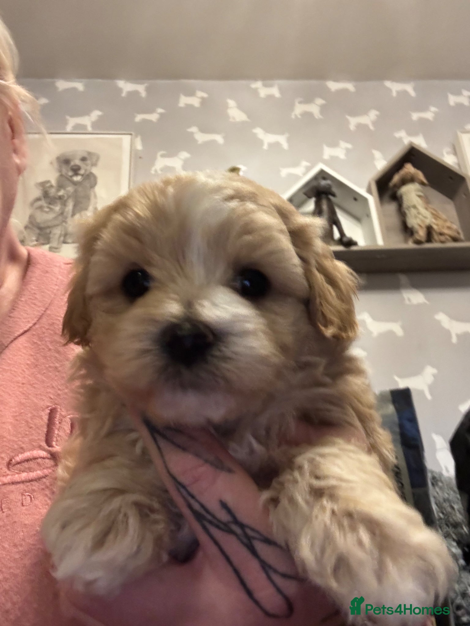 Maltipoo dogs Teddy Bear Maltipoo puppies  - Advert 4
