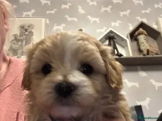 Maltipoo dogs Teddy Bear Maltipoo puppies - Advert 4