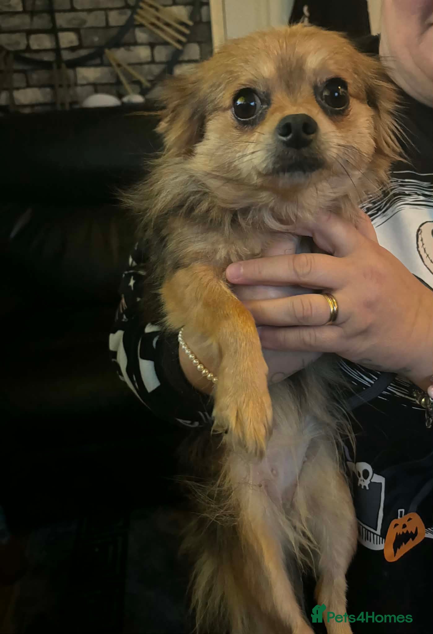 Chihuahua dogs Beautiful Female Merle Chihuahua  - Advert 4